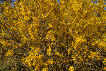 Obraz premium Close-up of flowering forsythia branches with vivid yellow blossoms in the sun.