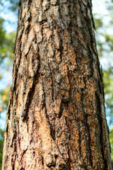 Obraz premium Pine tree bark texture in green forest