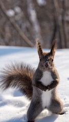 立ち上がるエゾリス