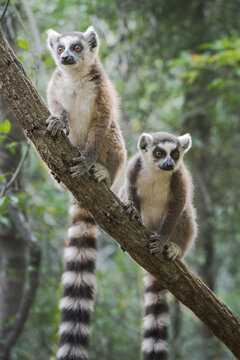 View of two ring-tailed lemurs perched on a branch, their iconic black and white striped tails dangling down against a backdrop of lush green foliage, Falierana, Faritra Alaotra-Mangoro, Madagascar.