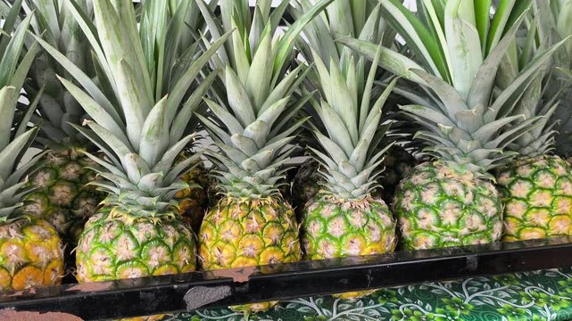Ripe pineapples are neatly stacked and ready for market. These freshly harvested fruits are perfectly arranged for display. Their vibrant golden husks signal peak sweetness for buyers.