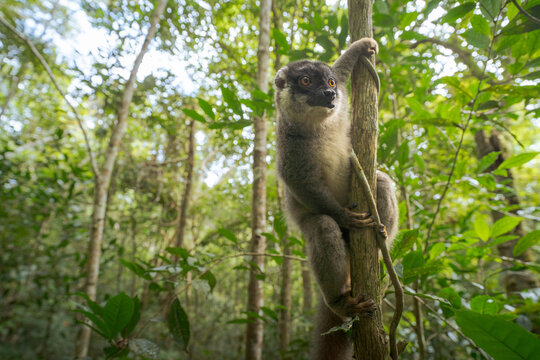 View of a poised lemur clinging to a slender tree trunk amidst the lush, verdant canopy of a dense forest, Falierana, Faritra Alaotra-Mangoro, Madagascar.
