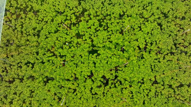 Drone pulls back Over an orchard with frost covering in new Zealand. Kiwi fruit and grape vines. Industry and workers busy themselves amongst the fruit.