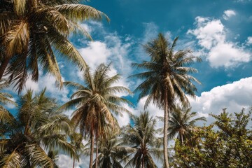 Fototapeta premium Numerous coconut trees rise high against a backdrop of blue sky and bright clouds