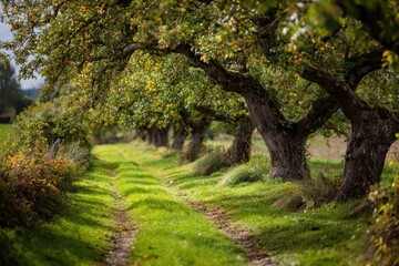 Obraz premium rural apple orchards