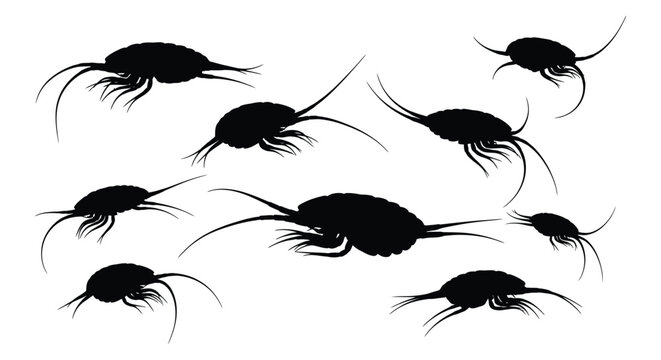 Prehistoric trilobite or crustacean silhouettes swimming in isolated black and white graphic form