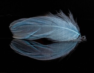 blue feather on black background