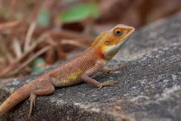 Fototapeta premium small brown chameleon