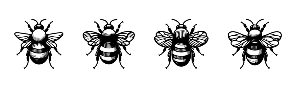 Isolated Bumblebee Illustration Set on White, Vintage Engraving Bee Insect Vector Collection