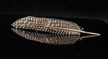 feather on a black background
