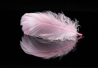pink feather on black background