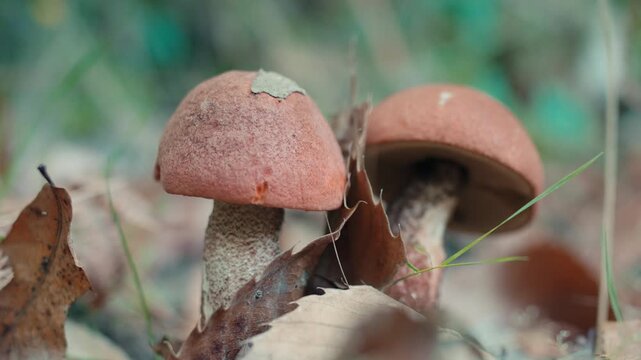 Two brown bolete mushrooms growing on the forest floor surrounded by dry autumn leaves. Detailed macro shot of fungi in a natural woodland habitat.