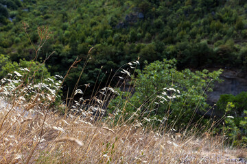 Obraz premium A sunlit field of tall, pale grasses sways gently in wind