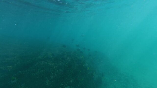 Underwater view of yellowtail surgeonfish (Acanthurus xanthopterus) swimming in shallow reef at La Morita, Mexico