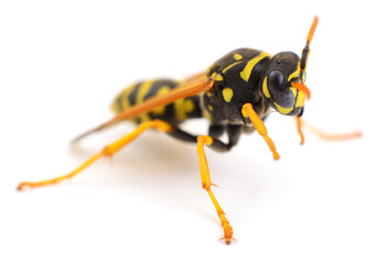Common wasp isolated on white background