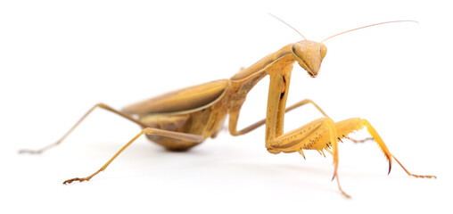 Large brown praying mantis isolated on white background