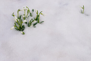 White snowdrops blooming through the fresh snow