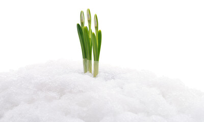 Spring snowdrops growing through snow isolated on white background