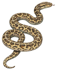Obraz premium Malayopython timoriensis illustration art