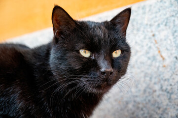 A close-up of a black cat's head, with its eyes looking straight ahead