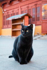 A black cat sitting on the ground outside the temple