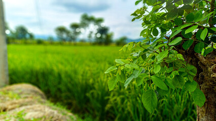 Obraz premium Beautiful environment with green plants