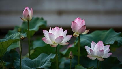 Fototapeta premium Lotus blossoms and their plants
