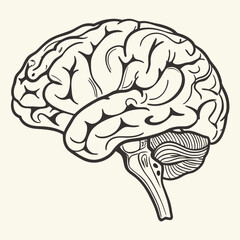 vintage human brain illustration. hand drawn Brain isolated background