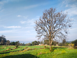 Obraz premium Lone Tree in Green Field Under Clear Blue Sky – Peaceful Rural Landscape