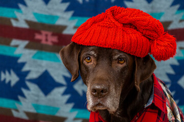  Labrador Retriever Dog in a red shirt and hat sits on the floor with sad face. animals are like people, taking care of a pet. purebred domestic dog chocolate labrador, posing, animal clothing.