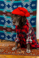  Labrador Retriever Dog in a red shirt and hat sits on the floor with sad face. animals are like people, taking care of a pet. purebred domestic dog chocolate labrador, posing, animal clothing.