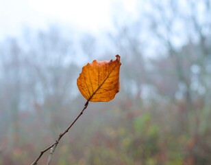 Close-up of a thin branch held by 450872 YiD