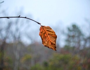 Close-up of a thin branch held by 162981 DbJ