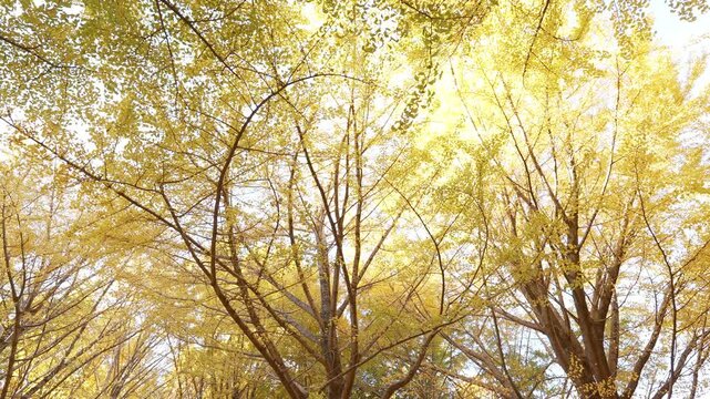 Looking up at golden ginkgo trees with bright sunlight in Tokyo