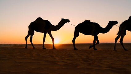 Silhouette of Camels Walking Across Sand Dunes at Sunset