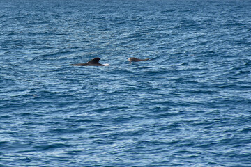 Pilot whales sighting in the wild in the channel between Tenerife and La Gomera during a tourist excursion.