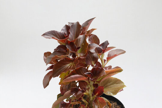 Vibrant Acalypha Wilkesiana (Copperleaf) ornamental plant with reddish-brown and copper-toned leaves, grown in a black plastic pot. Isolated on a white background