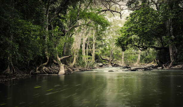 View of a serene river flowing through a dense, verdant forest, with twisted roots and branches reaching towards the water, creating a mystical atmosphere, Sigiriya, Central Province, Sri Lanka.
