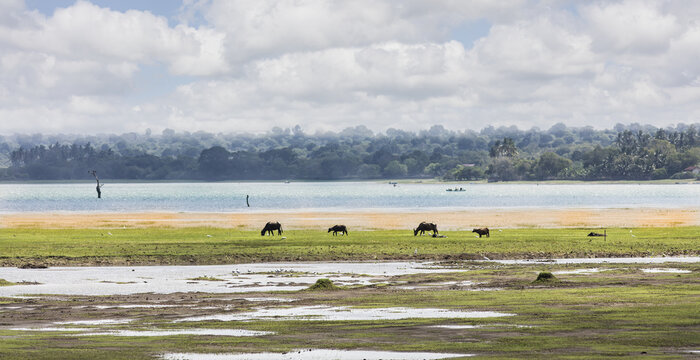 View of water buffalo grazing in a lush, green field near a lake under a cloudy sky, creating a serene, picturesque scene, Sigiriya, Central Province, Sri Lanka.