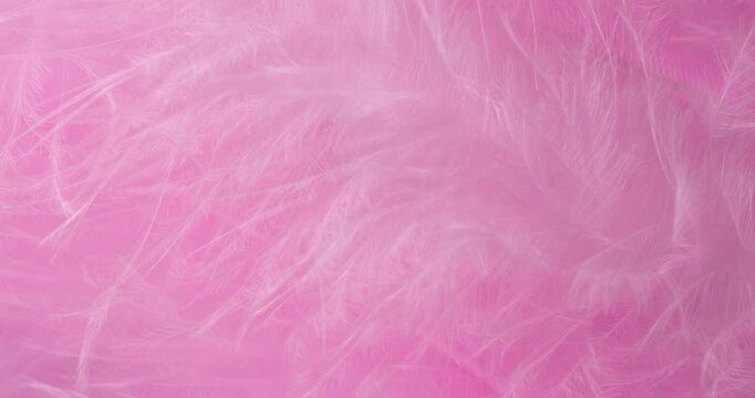 Macro Pink Feather Texture Background. Close-up abstract video showcasing delicate, fluffy pink feathers with soft textures and subtle drifting motion in a pastel-filled frame.