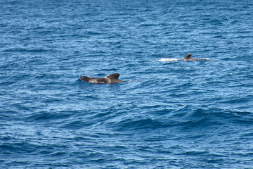 Naklejka premium Pilot whales sighting in the wild in the channel between Tenerife and La Gomera during a tourist excursion.