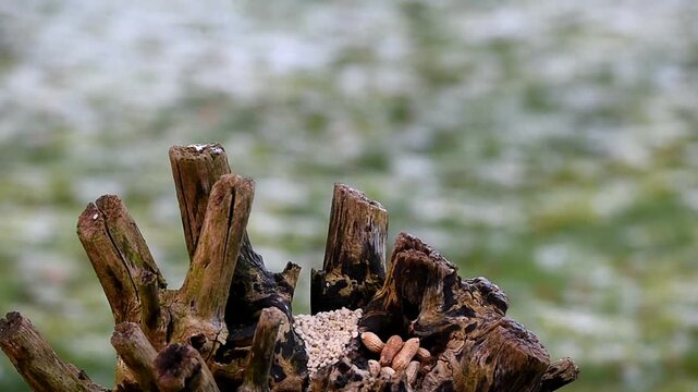 Kohlmeisen, Blaumeisen und Amsel fressen Erdn&uuml;sse im Winter