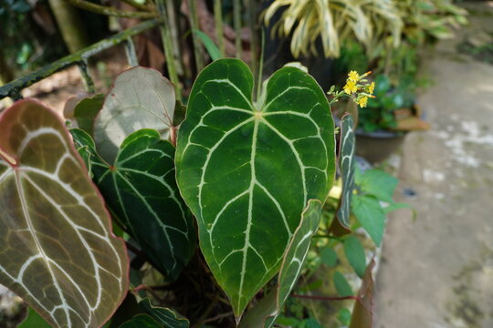High-angle detailed view of a large heart-shaped Anthurium Crystallinum leaf, showcasing silvery-white veins on deep green, velvety foliage. Perfect for rare houseplants, tropical botany