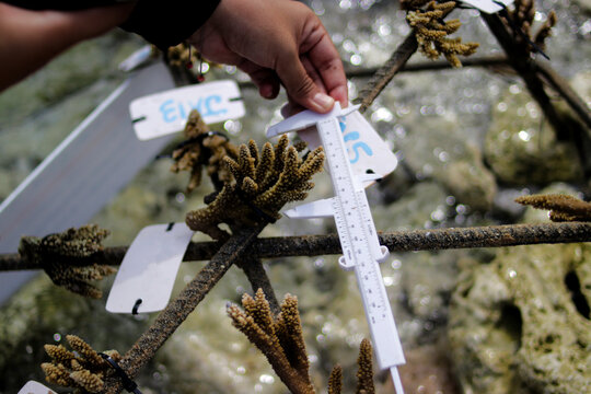 Close-up of a hand using a white vernier caliper to measure staghorn coral attached to a metal reef structure. Ideal for marine science, ocean conservation, and environmental sustainability background