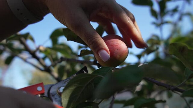 Harvesting apples pruning shears, cutting ripe red fruit from a tree branch in a sunny garden.