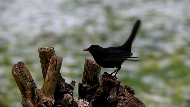V&ouml;gel im Winter fressen Erdn&uuml;sse