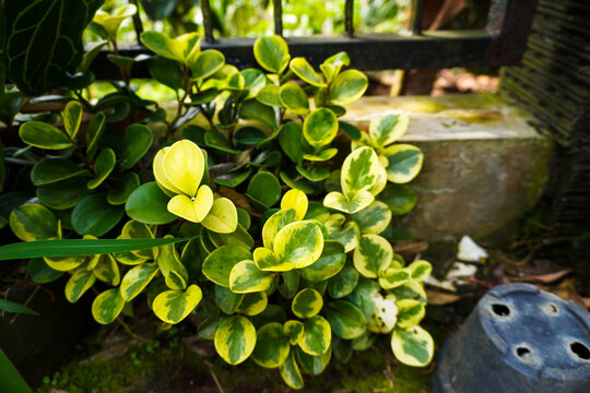 Medium close-up of a Peperomia obtusifolia &lsquo;Variegata&rsquo; growing in a garden bed, showcasing thick, glossy oval leaves with creamy yellow and deep green patterns