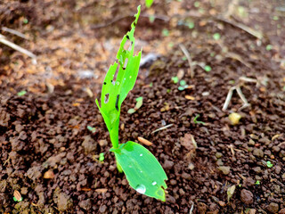 High-angle macro view of a young maize sprout emerging from dark soil, showing leaf damage caused by a caterpillar pest, illustrating agricultural challenges, plant health, and natural pest impact.