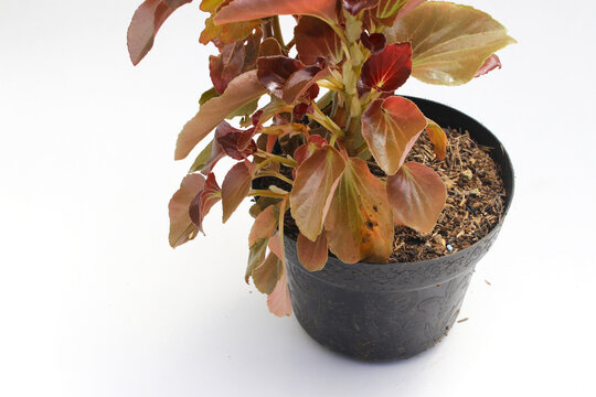 Vibrant Acalypha Wilkesiana (Copperleaf) ornamental plant with reddish-brown and copper-toned leaves, grown in a black plastic pot. Isolated on a white background