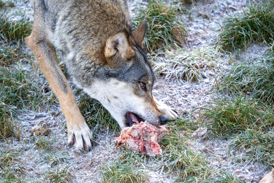 Wild Gray Wolf Dog Chews Meat Bone in Frosty Grass Field, Alert and Focused